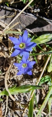 Gentiana karelinii