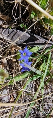 Gentiana karelinii