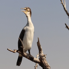 Phalacrocorax carbo lucidus