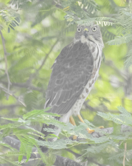 Accipiter badius