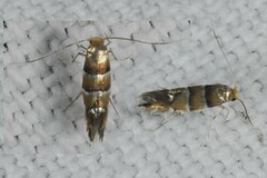 Phyllonorycter