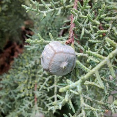 Cupressus