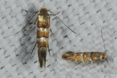 Phyllonorycter