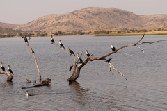 Phalacrocorax carbo lucidus