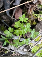 Hydrocotyle foveolata