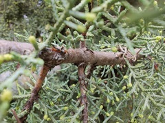 Cupressus