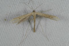 Pterophorinae