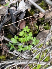 Hydrocotyle foveolata