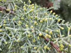 Cupressus