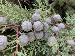 Cupressus