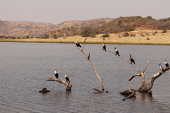 Phalacrocorax carbo lucidus