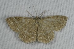 Scopula immorata