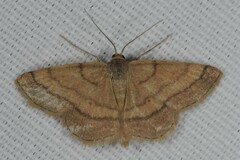 Scopula rubiginata
