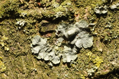 Punctelia subrudecta