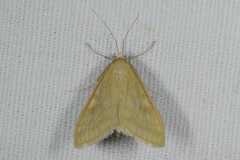 Sitochroa verticalis