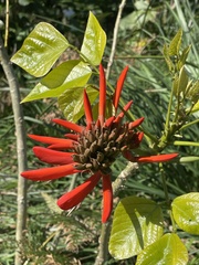Erythrina ×sykesii