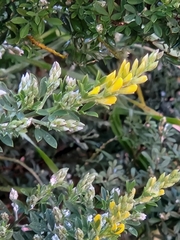 Genista stenopetala