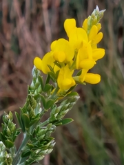 Genista stenopetala
