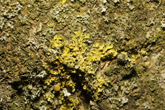 Xanthoria parietina