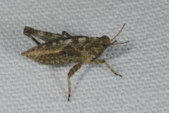 Tetrix undulata