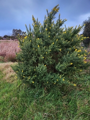 Genista stenopetala