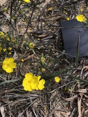 Hibbertia virgata