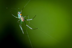 Leucauge