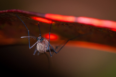 Culicinae