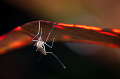 Culicinae