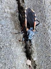 Ectrychotes andreae