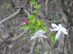 Jasminum