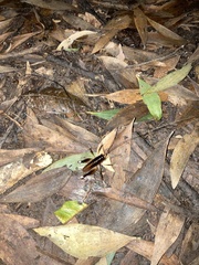 Penalva flavocalceata