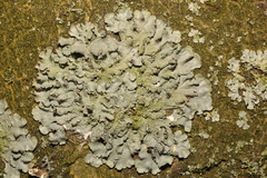 Punctelia subrudecta