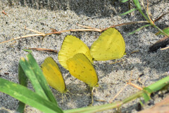 Eurema blanda