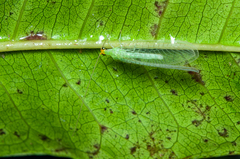 Chrysopinae