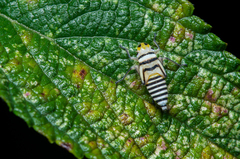 Agrosoma placetis