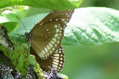 Euploea