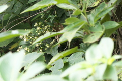 Clematis hedysarifolia