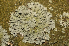 Punctelia subrudecta