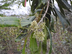 Protorhus longifolia