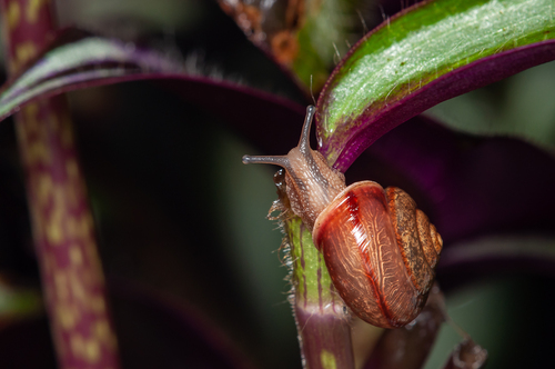 Asian Tramp Snail