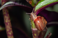 Bradybaena similaris