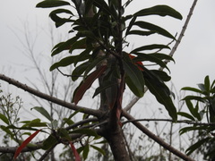 Protorhus longifolia