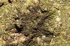 Frullania dilatata