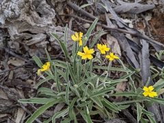 Goodenia willisiana