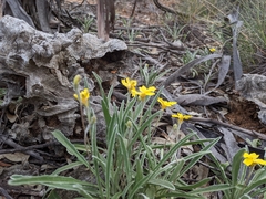 Goodenia willisiana