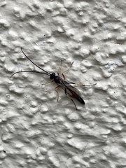 Pimpla