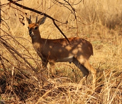 Raphicerus campestris campestris