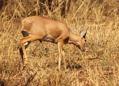Raphicerus campestris campestris