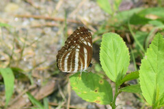 Neptis